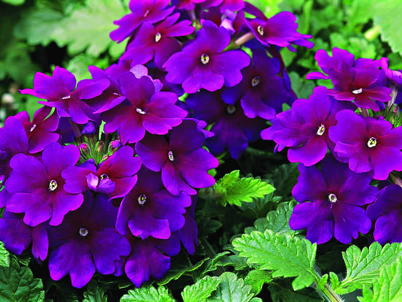 Verbena ljubičasta Verbena u loncima
