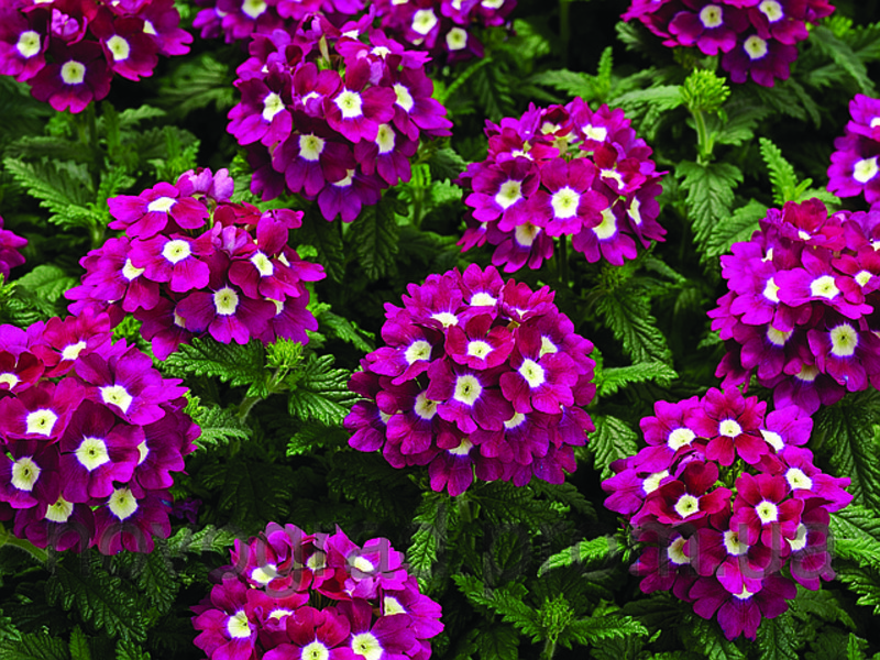 Sorta verbena Sorte Varvain