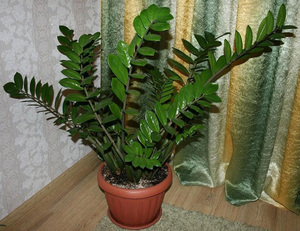 Cvijet ženske sreće zamioculcas