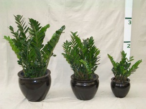Zamioculcas je idealan za sobu
