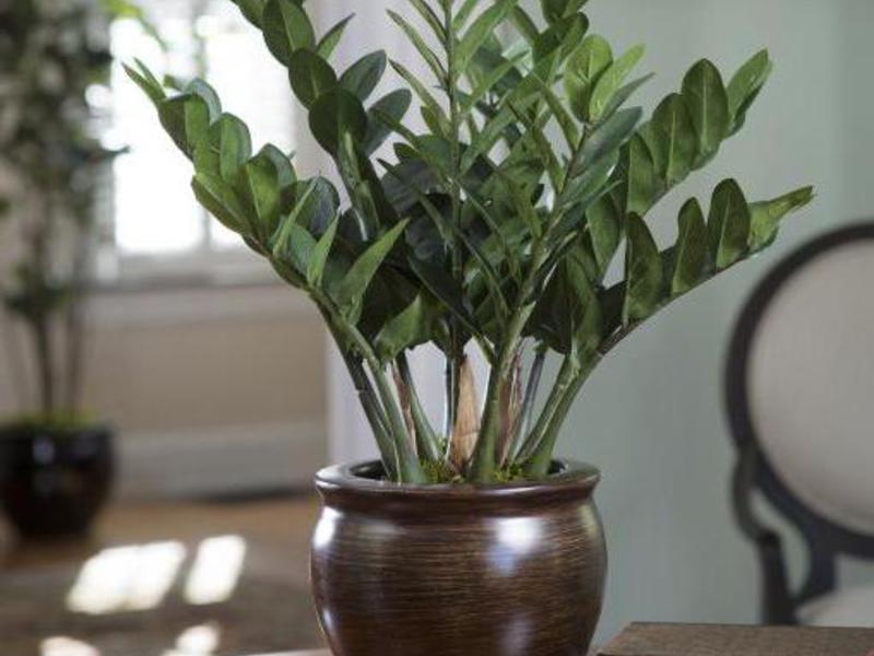 Zamioculcas cvijet u stanu Značenje cvijeta zamioculcas