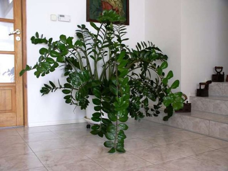 Opis biljke zamioculcas Cvijet zamiokulkas