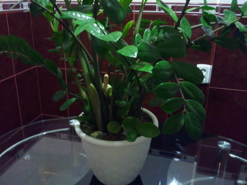 Kako cvjeta tropski Zamioculcas Dolje drvo zamioculcas
