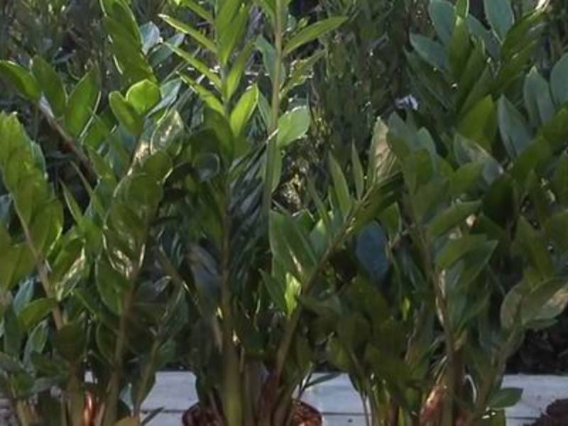 Biljka Zamioculcas Cvijet ženske sreće zamioculcas