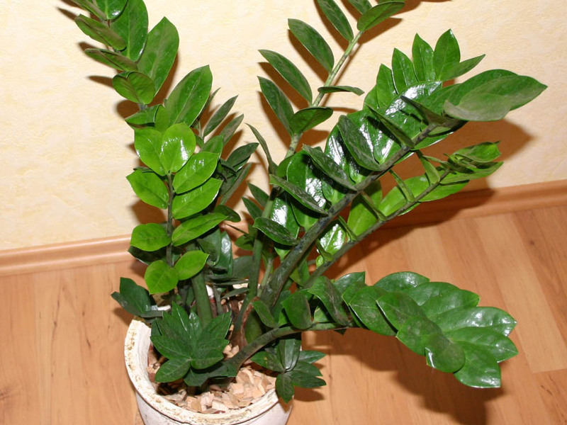 Zamioculcas zamielistny Sorte cvjetnih zamioculcasa