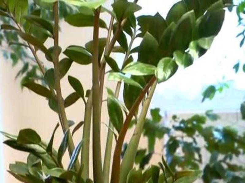 Kako raste zamioculcas Kako se razmnožava zamioculcas