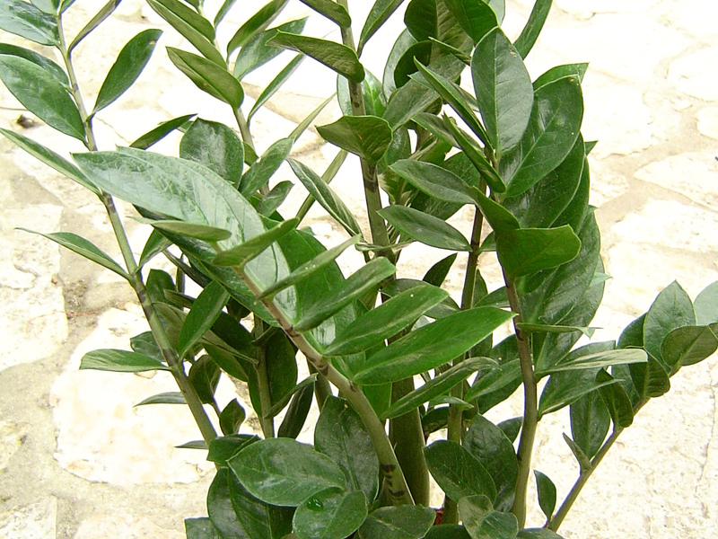 Tropski zamioculcas Zalijevanje cvijeta zamioculcas