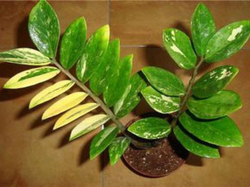 Kako cvjeta tropski Zamioculcas Cvijet ženske sreće zamioculcas