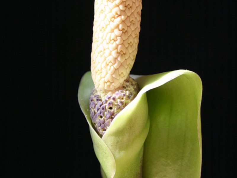 Cvijet zamiokulkas Kako se razmnožava zamioculcas