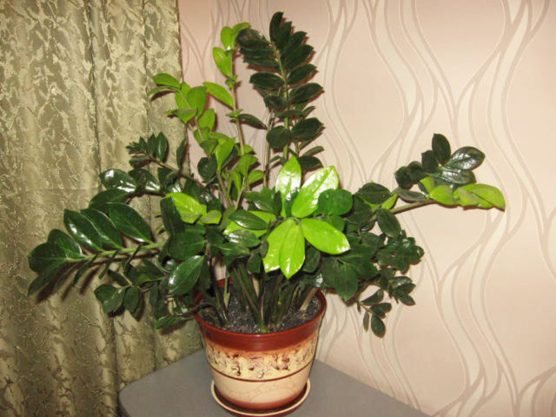 Biljka zamioculcas po izgledu Biljna sorta zamiokulkas
