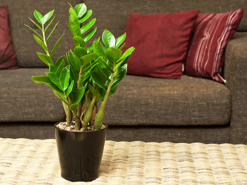 Njega biljaka Zamioculcas Zamioculcas je idealan za sobu