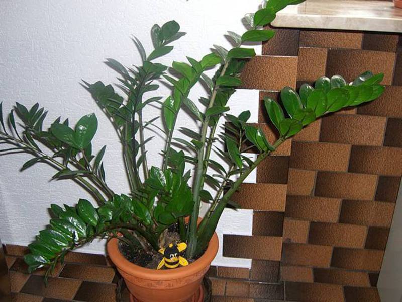 Kako uzgajati zamioculcas Uzgoj zamioculcasa