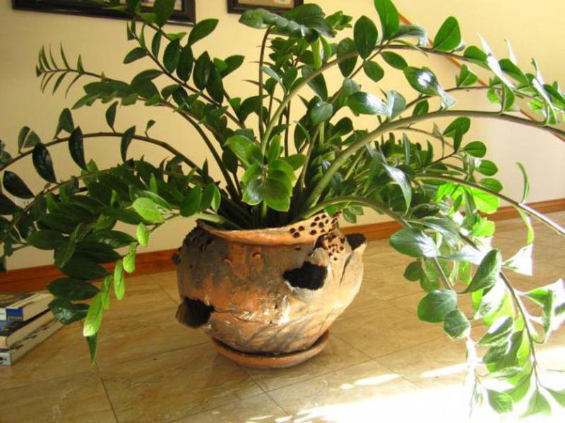 Kako cvjeta tropski Zamioculcas Cvijet ženske sreće zamioculcas