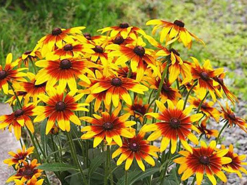 Hibrid Rudbeckia Višegodišnja rudbekija, briga