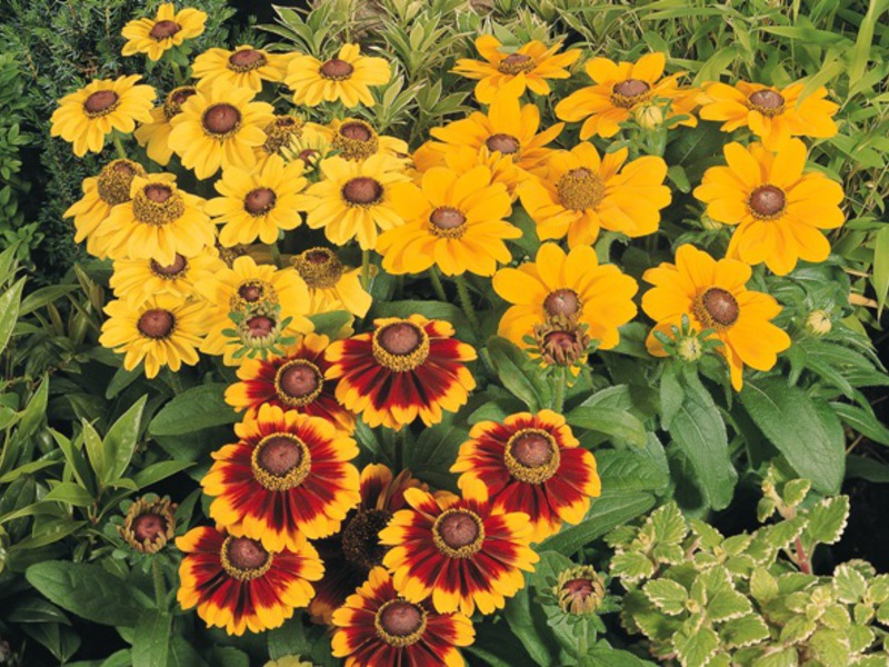 Hibrid Rudbeckia Bolesti rudbekije