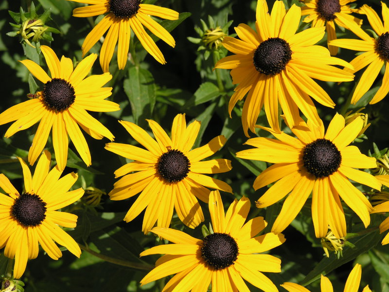 Njega Rudbeckia Štetnici rudbekije