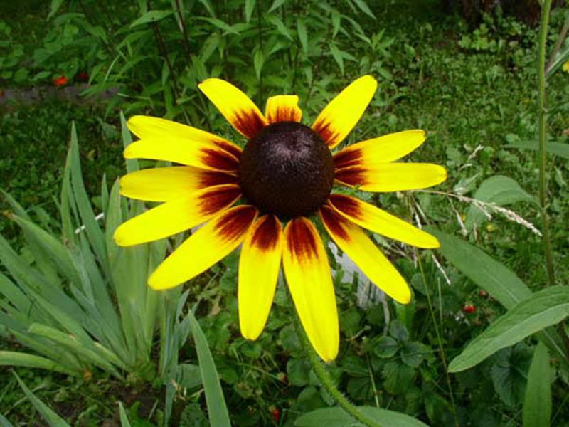 Vrtni ukras s rudbekijom Uzgajanje rudbekije