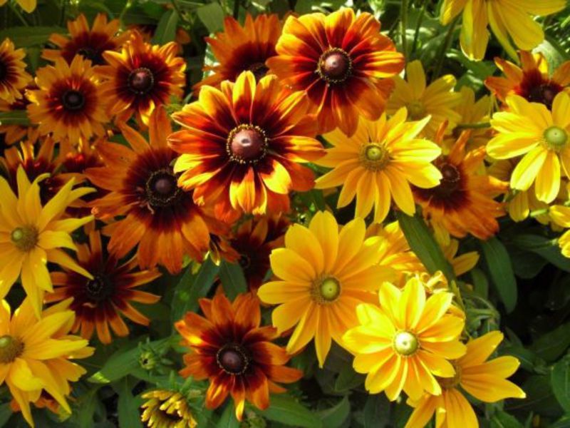 Rudbeckia u vrtu Višegodišnja rudbekija, briga