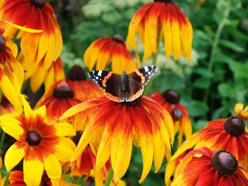 Opis biljke rudbeckia Višegodišnja biljka rudbekija