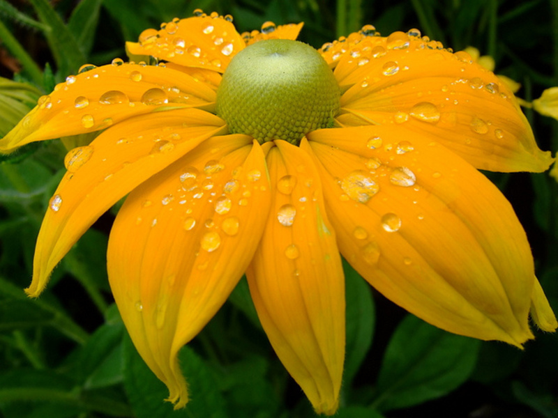 Njega Rudbeckia Sadnja rudbekije u vrt