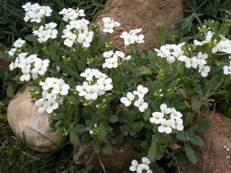 Što je Arabis Alpine gruda snijega Sorta biljke Arabis alpski snijeg