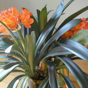 Kako clivia cvjeta