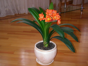 Clivia se raspusti