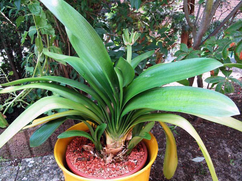 Štetnici Clivia