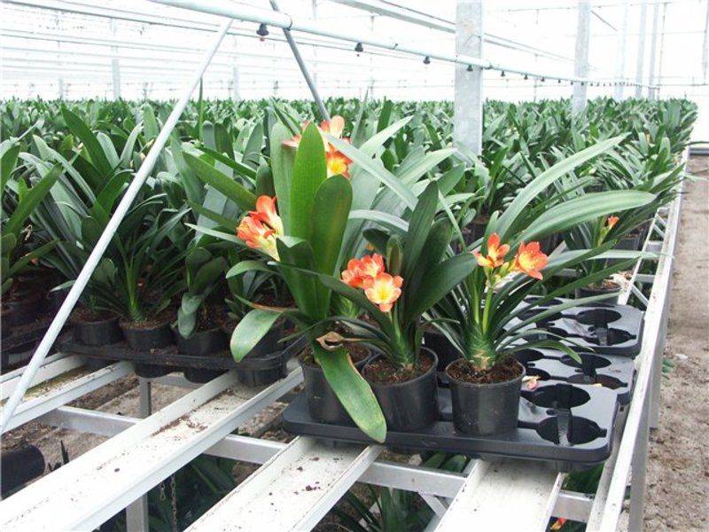Cvijet Clivia