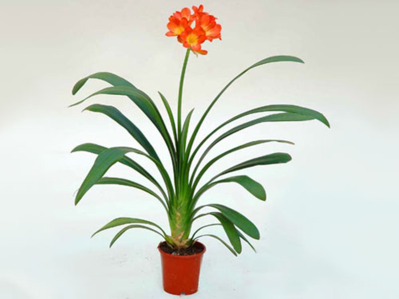 Cvijet Clivia