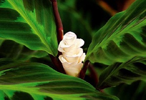 Calathea pripada obitelji strelice