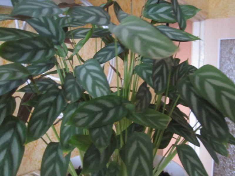 Briga za kalateju kod kuće Štetnici Calathea