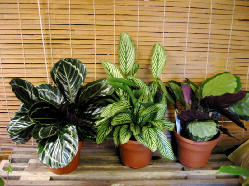 Calathea u loncima Calathea u kući