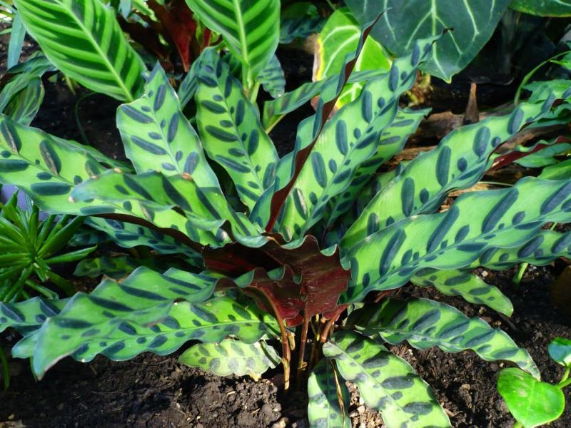 Briga za kalateju kod kuće Calathea pripada obitelji strelice