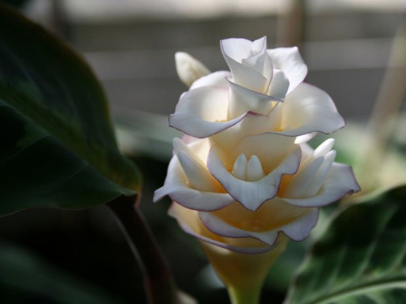 Calathea Veitch Cvijet Uzgajanje kalatheje