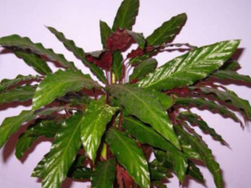 Calathea varševič odlazi Naziv sorte kalatheje