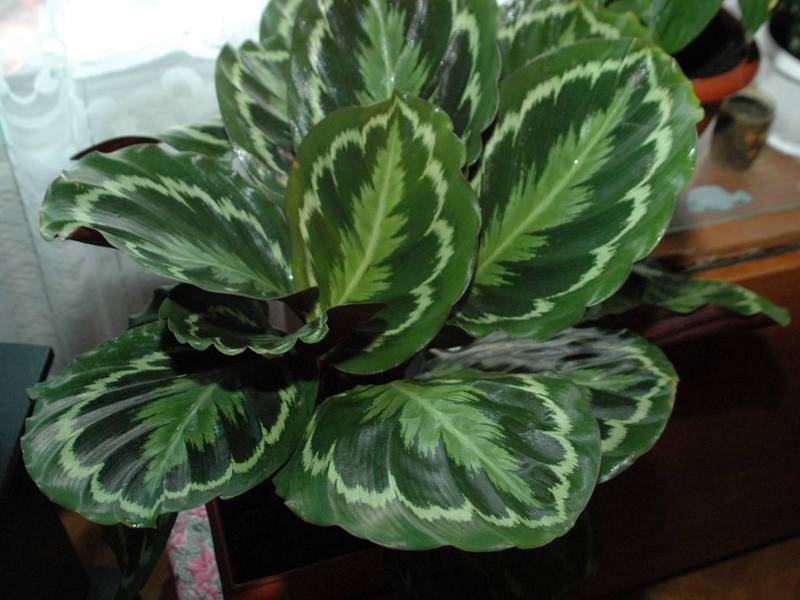Calathea Veitch Sorta Calathea