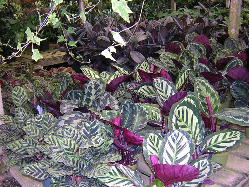 Briga za kalateju kod kuće Calathea pripada obitelji strelice