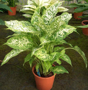 Kako obrezati dieffenbachia