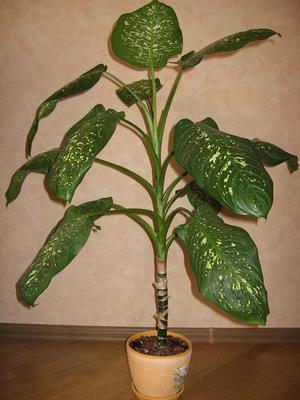 Briga za sobnu cvijet dieffenbachia