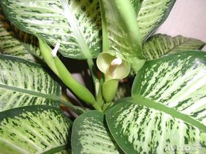 Dieffenbachia u kući