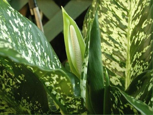 Dieffenbachia bolesti