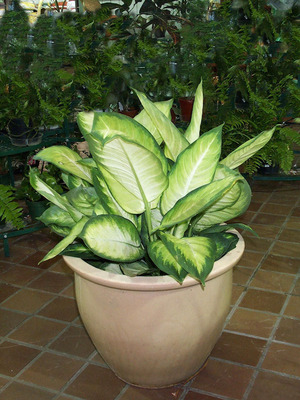 Kako se brinuti za dieffenbachia
