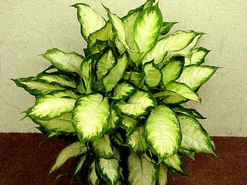 Kako obrezati dieffenbachia Pravila transplantacije Dieffenbachia