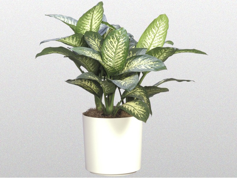 Dieffenbachia - značajke njege cvijeća Značajke cvijeta dieffenbachia