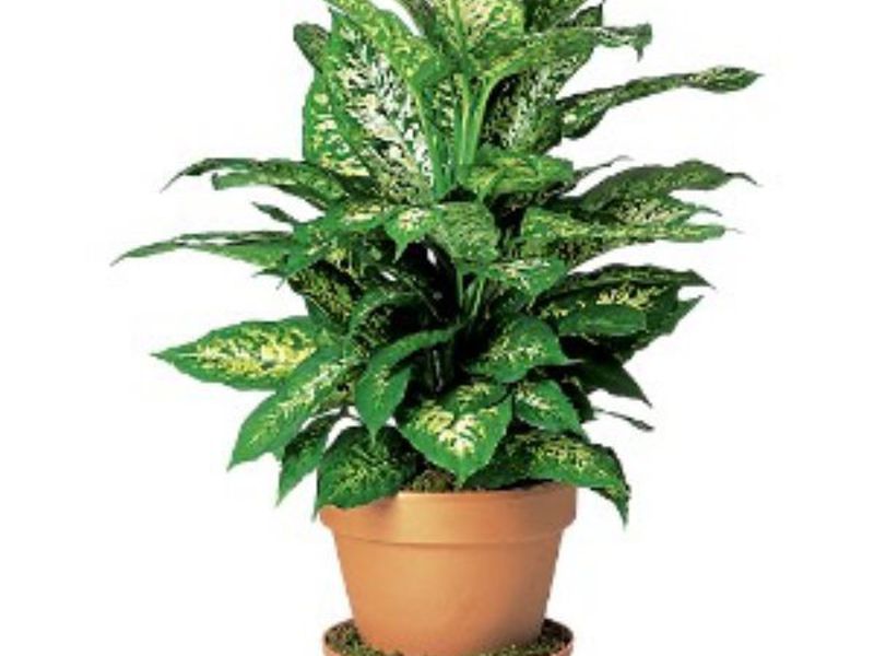 Dieffenbachia - značajke njege cvijeća Kako se zalijeva cvijet dieffenbachia