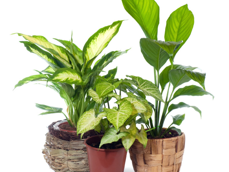Kako obrezati dieffenbachia Kako se reproducira cvijet dieffenbachia