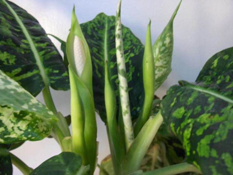 Kako se razmnožava dieffenbachia Cvijet dieffenbachia