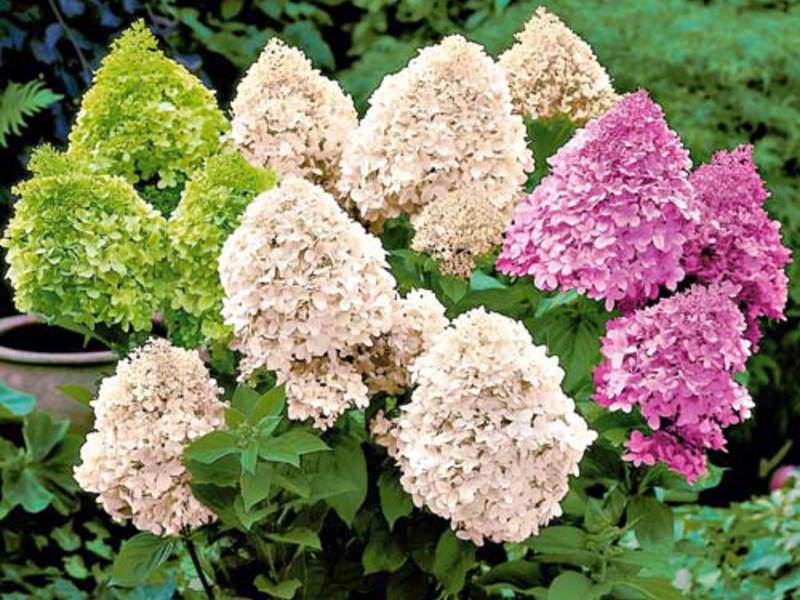 Hydrangea paniculata Uzgoj metlice hortenzije