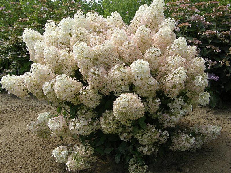 Hydrangea paniculata - nemoguća ljepota Kako se razmnožava hortenzija